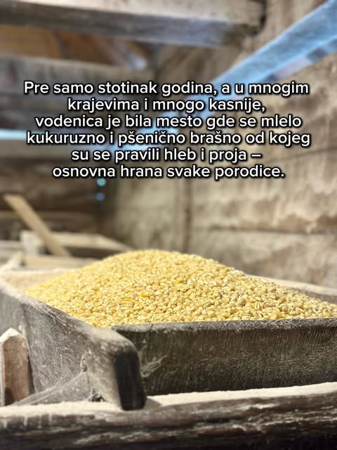 Gomila zlatnog zrna u starom drvenom koritu spremna da bude samlevena u brašno.
