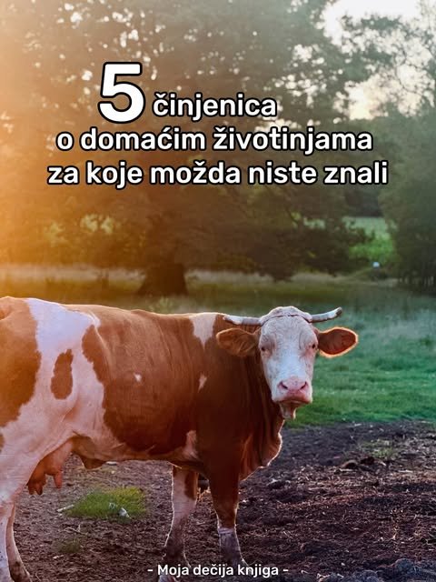 Neobične činjenice o domaćim životinjama — slika 1