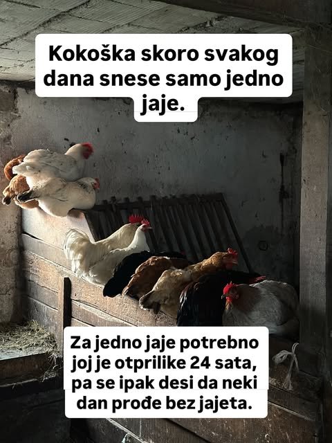 Neobične činjenice o domaćim životinjama — slika 2