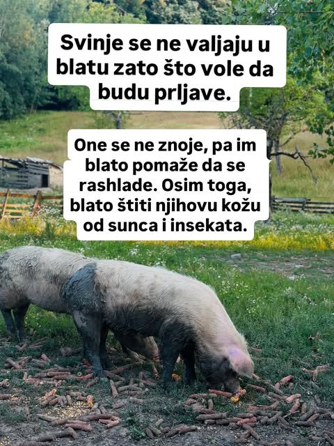 Neobične činjenice o domaćim životinjama — slika 5