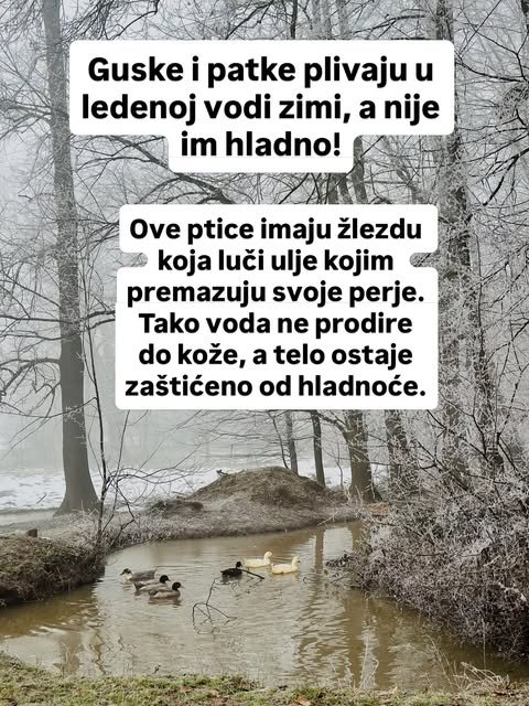 Neobične činjenice o domaćim životinjama — slika 6