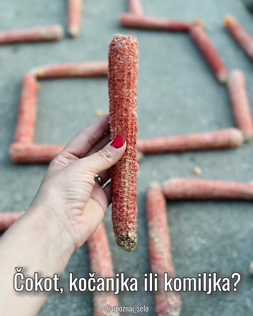 Kako se kaže: čokot, ili drugačije? — slika 1
