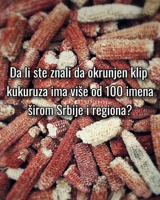 Naslagani crvenkasti i beličasti okrunjeni klipovi kukuruza različitih veličina, snimljeni iz blizine.