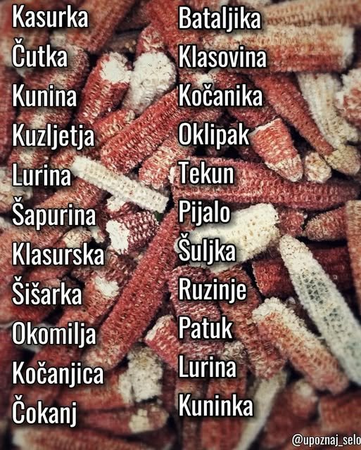 Spisak lokalnih naziva za okrunjen klip, od kasurke do kuninke, ispisan preko gomile klipova.