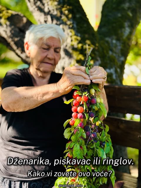 Kako vi zovete ovo voće: dženarika, piskavac ili ringlov? — slika 1