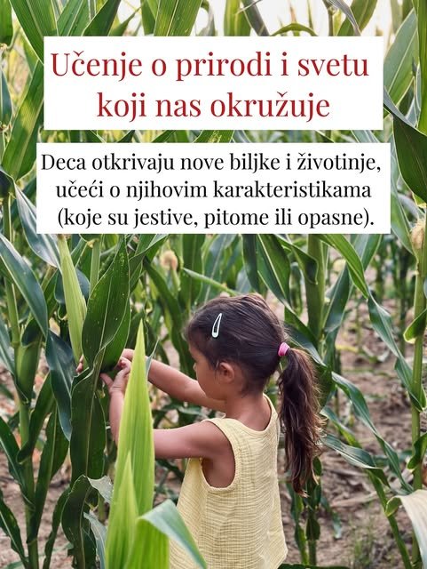 Devojčica sa šnalicama u kosi pažljivo razgleda lišće visokog kukuruza usred njive.