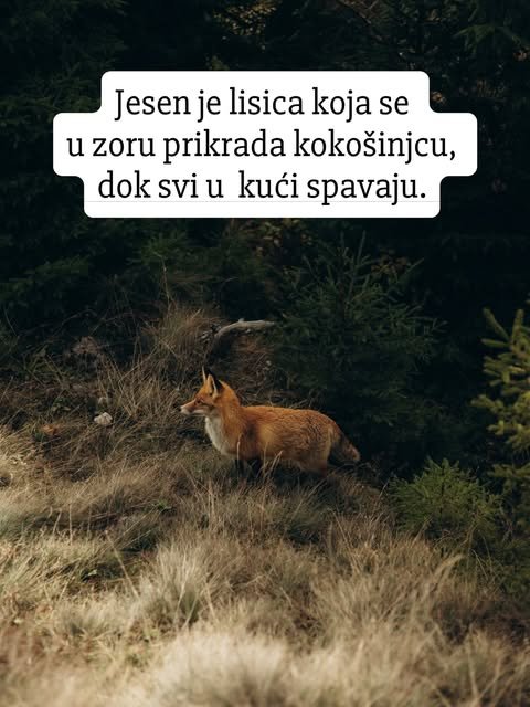 Riđa lisica stoji među suvom travom na rubu tamne šume i pažljivo osmatra okolinu.