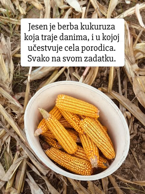 Žuti okrunjeni klipovi kukuruza u beloj kofi, spuštenoj među suvo lišće na njivi.