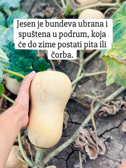 Ruka pridržava krem bundevu dugog vrata na zemlji, okruženu zelenim lišćem i vlatima.