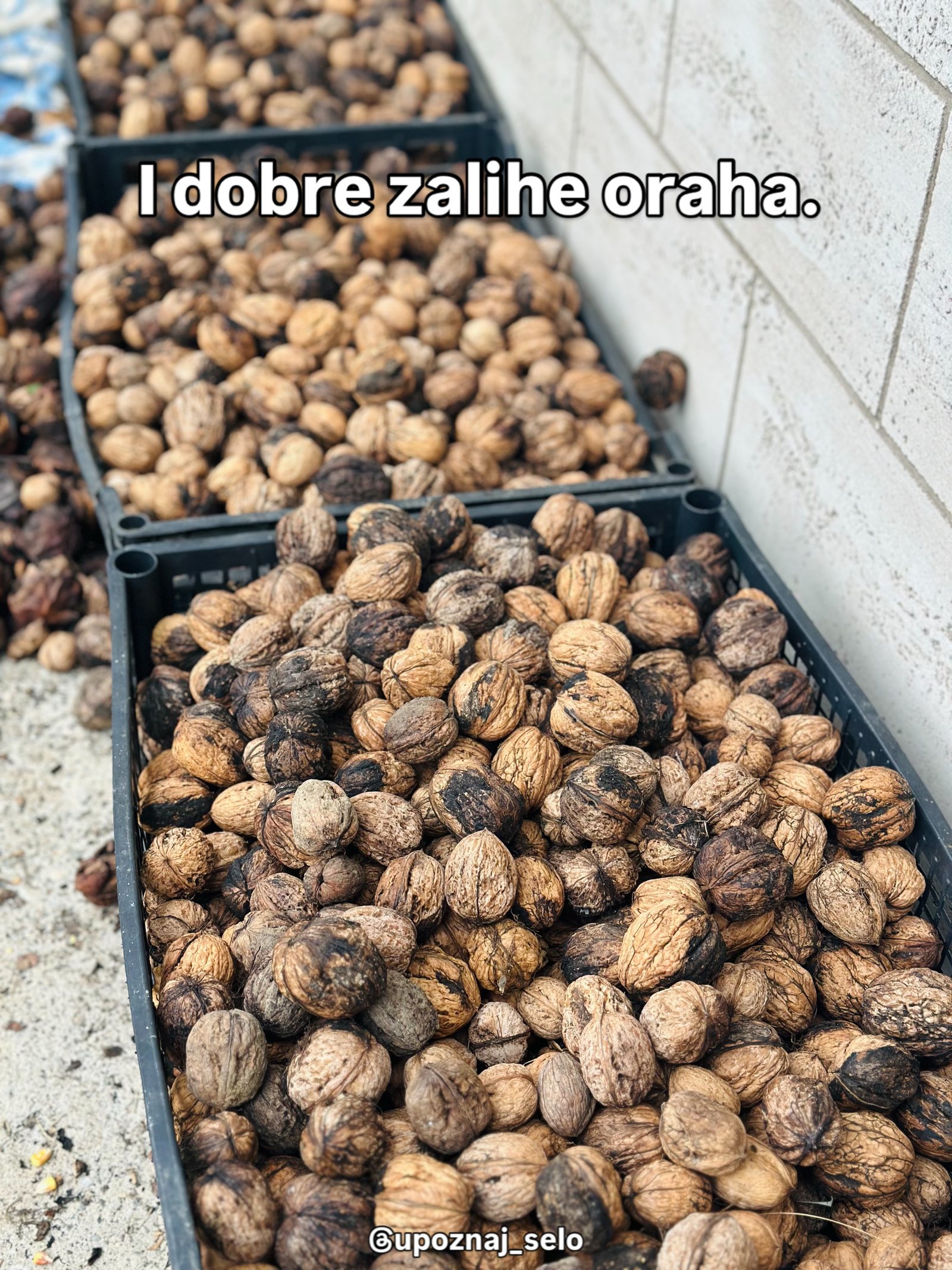 Crne plastične gajbe do vrha napunjene orasima u ljusci, poređane uz zid.