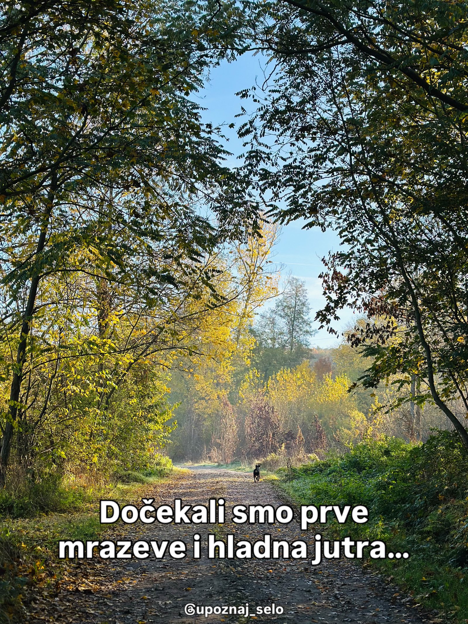 Mali crni pas trči niz put između drveća sa žutim lišćem, pod vedrim plavim nebom.