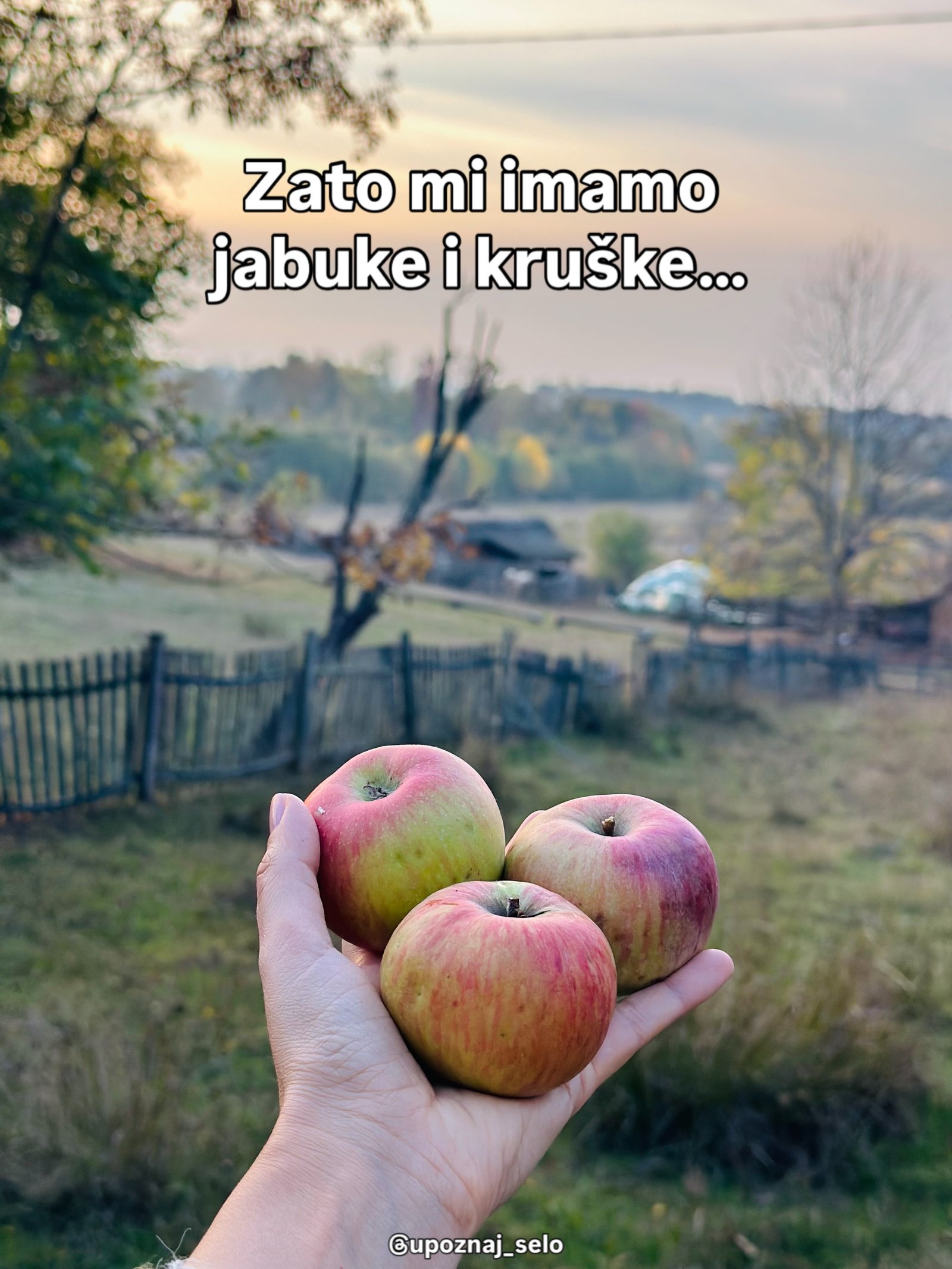 Ruka drži tri crveno-zelene jabuke ispred drvene ograde i seoskog dvorišta u sumrak.