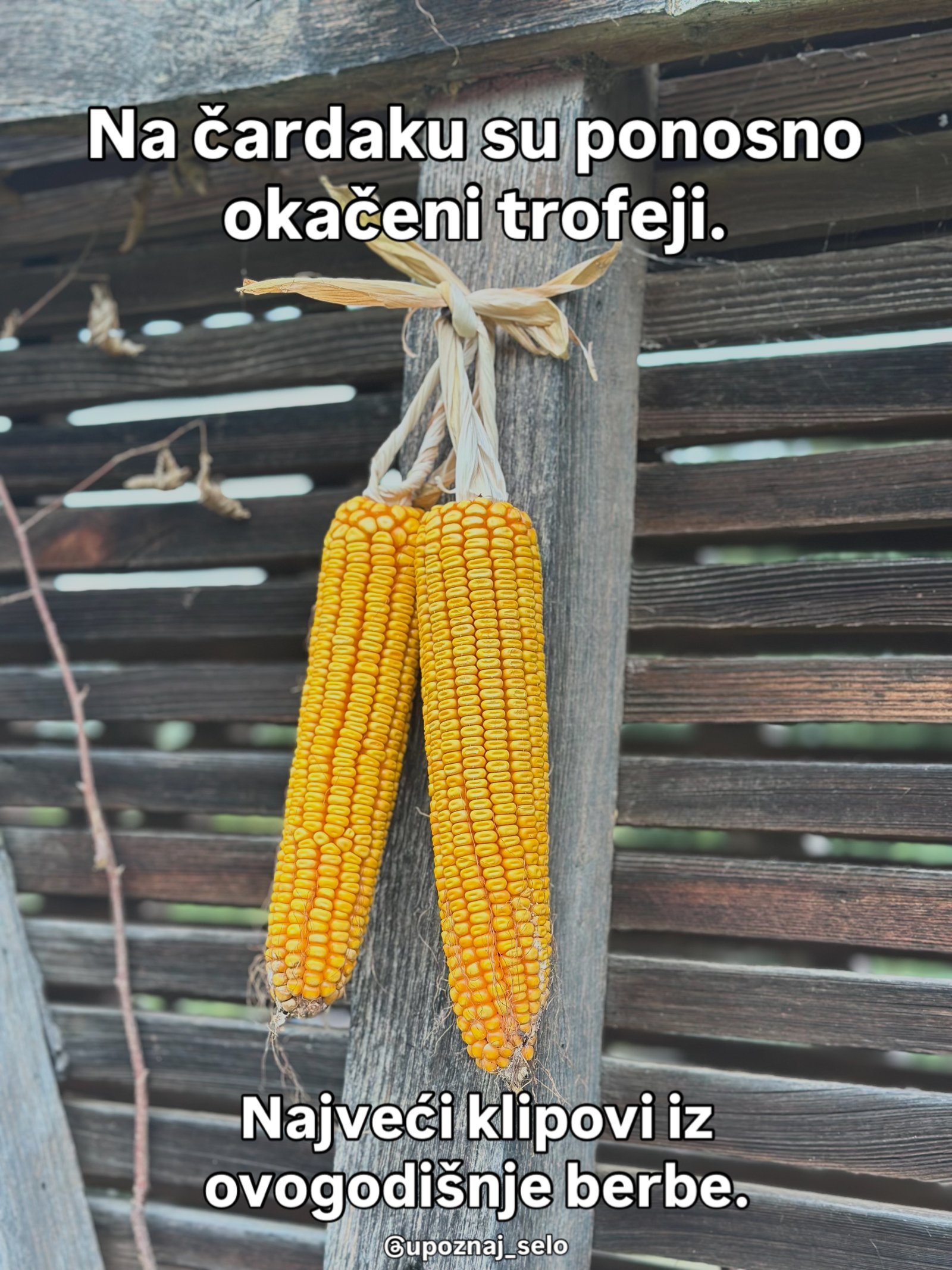 Dva krupna žuta klipa vise vezana ljuskama za drveni stub ispred zida od letvica.