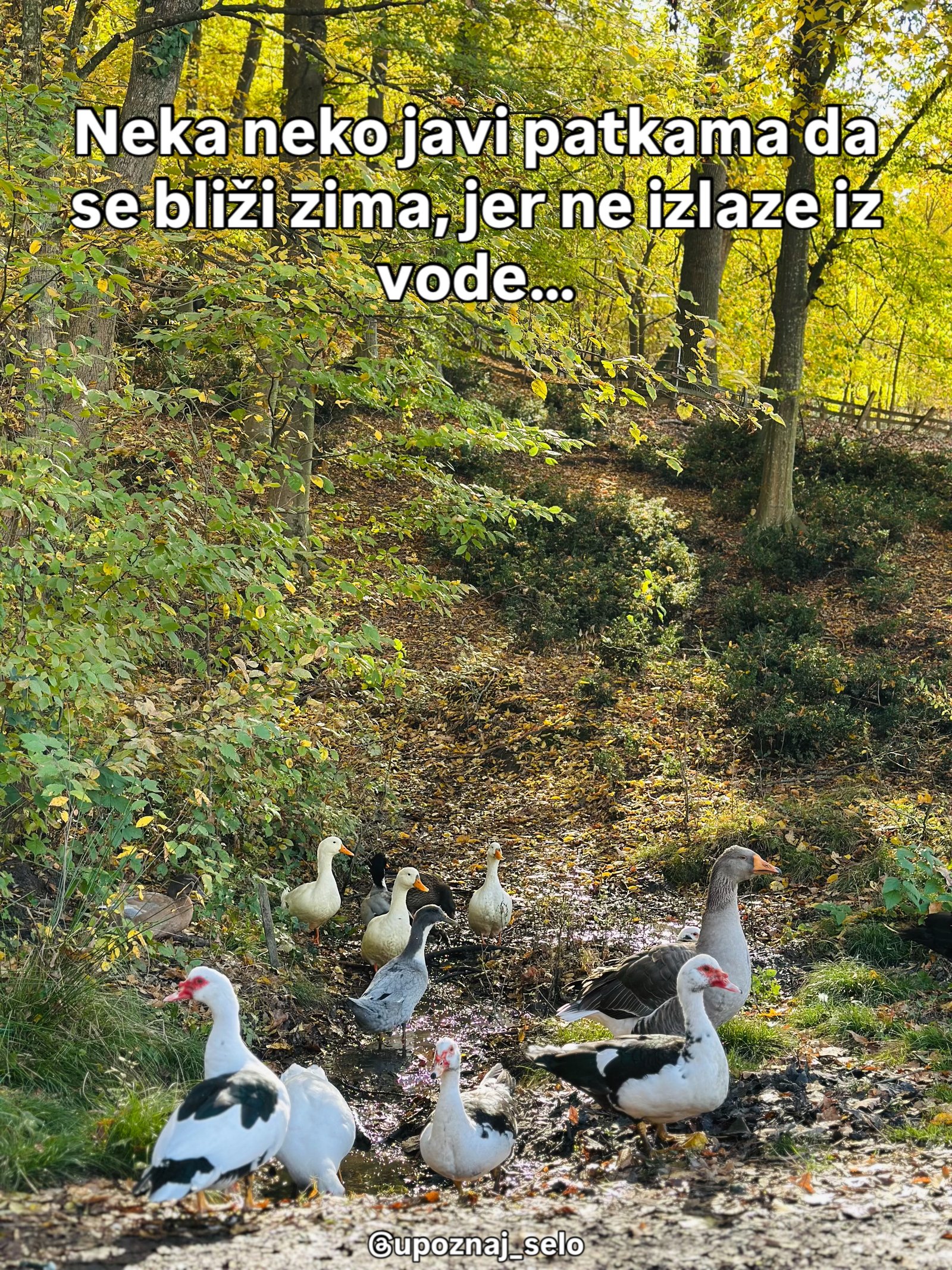 Jato belih, sivih i crno-belih pataka gaca kroz plitku vodu među opalim lišćem.