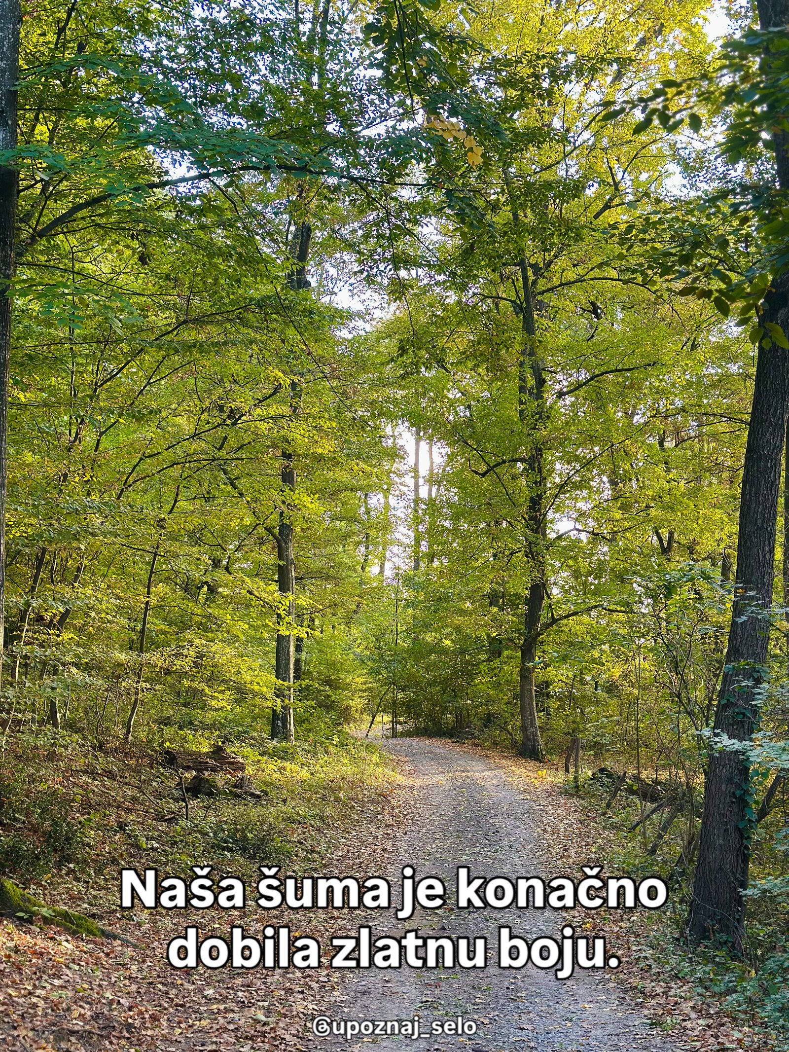 Makadamski put vodi između visokih stabala čije krošnje dobijaju žutozelene tonove.