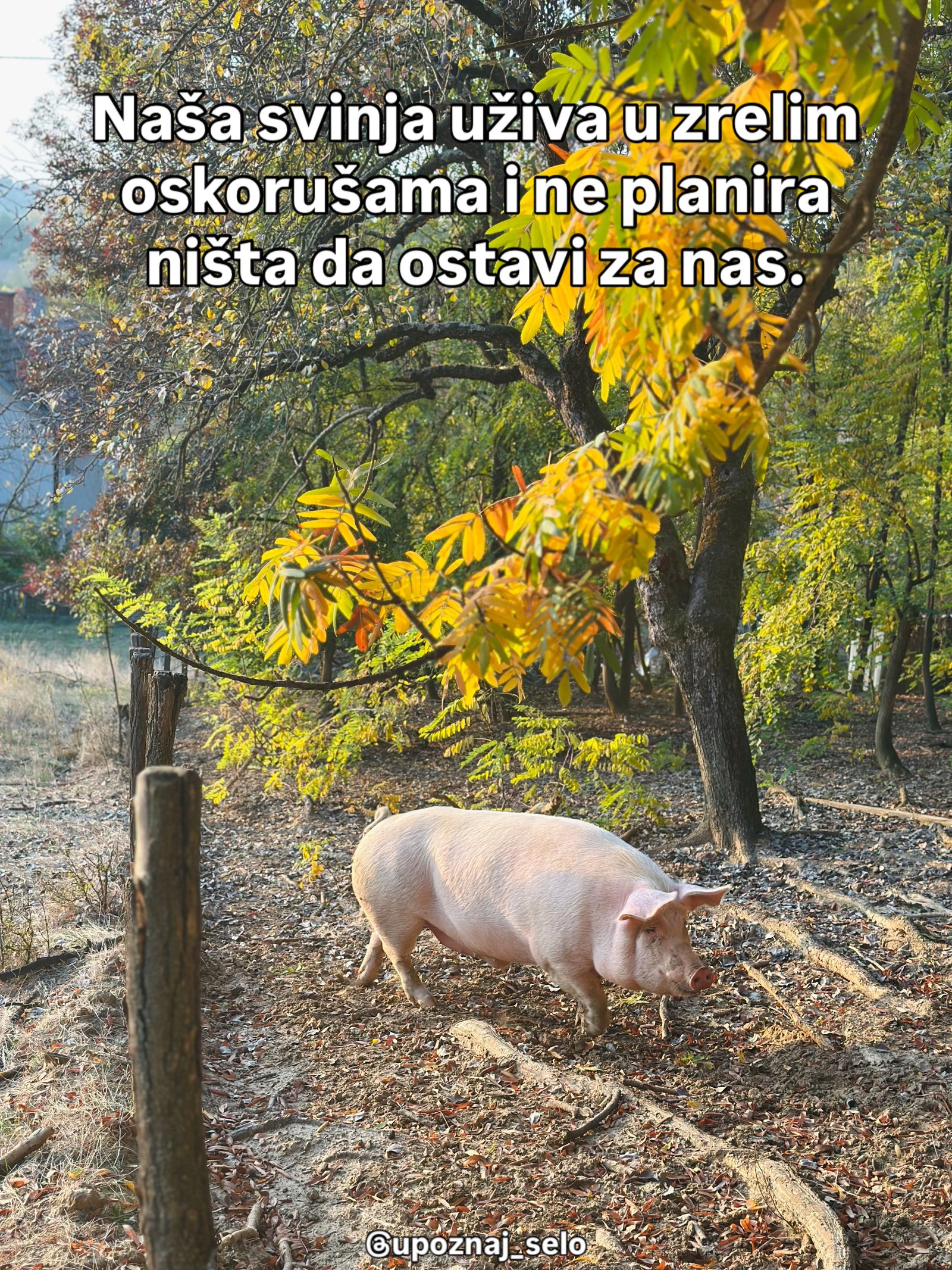 Ružičasta svinja njuška po opalom lišću ispod drveta sa žutim perastim listovima.
