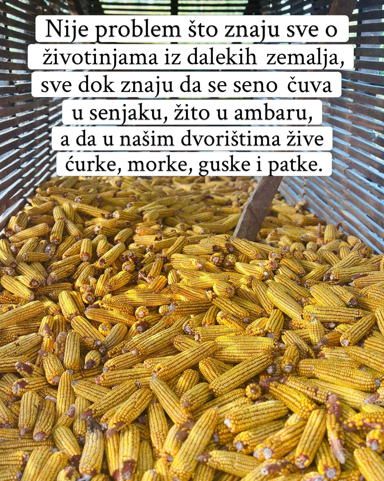 Drveni koš do vrha pun osušenih klipova žutog kukuruza.