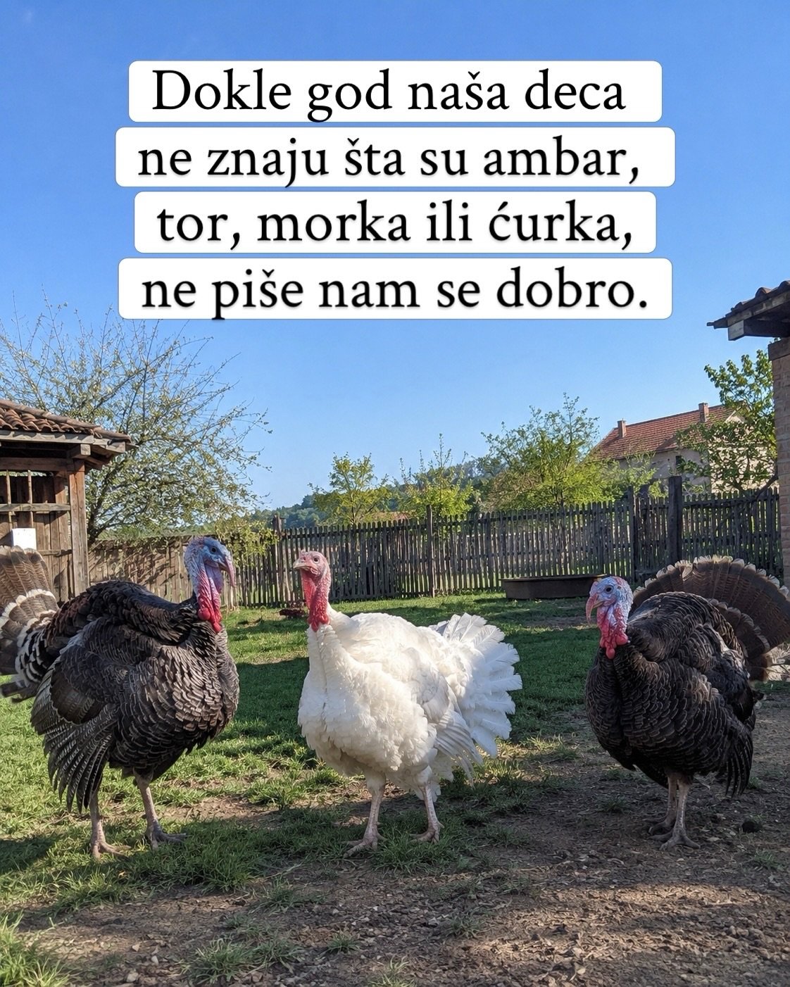 Dve tamne i jedna bela ćurka šetaju dvorištem ispred drvene ograde.