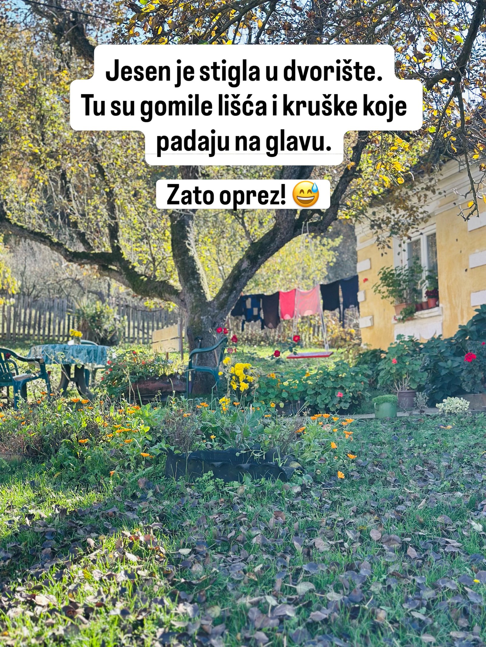 Dvorište ispod stare kruške, sa nevenom, cvećem, ljuljaškom i vešom na žici.