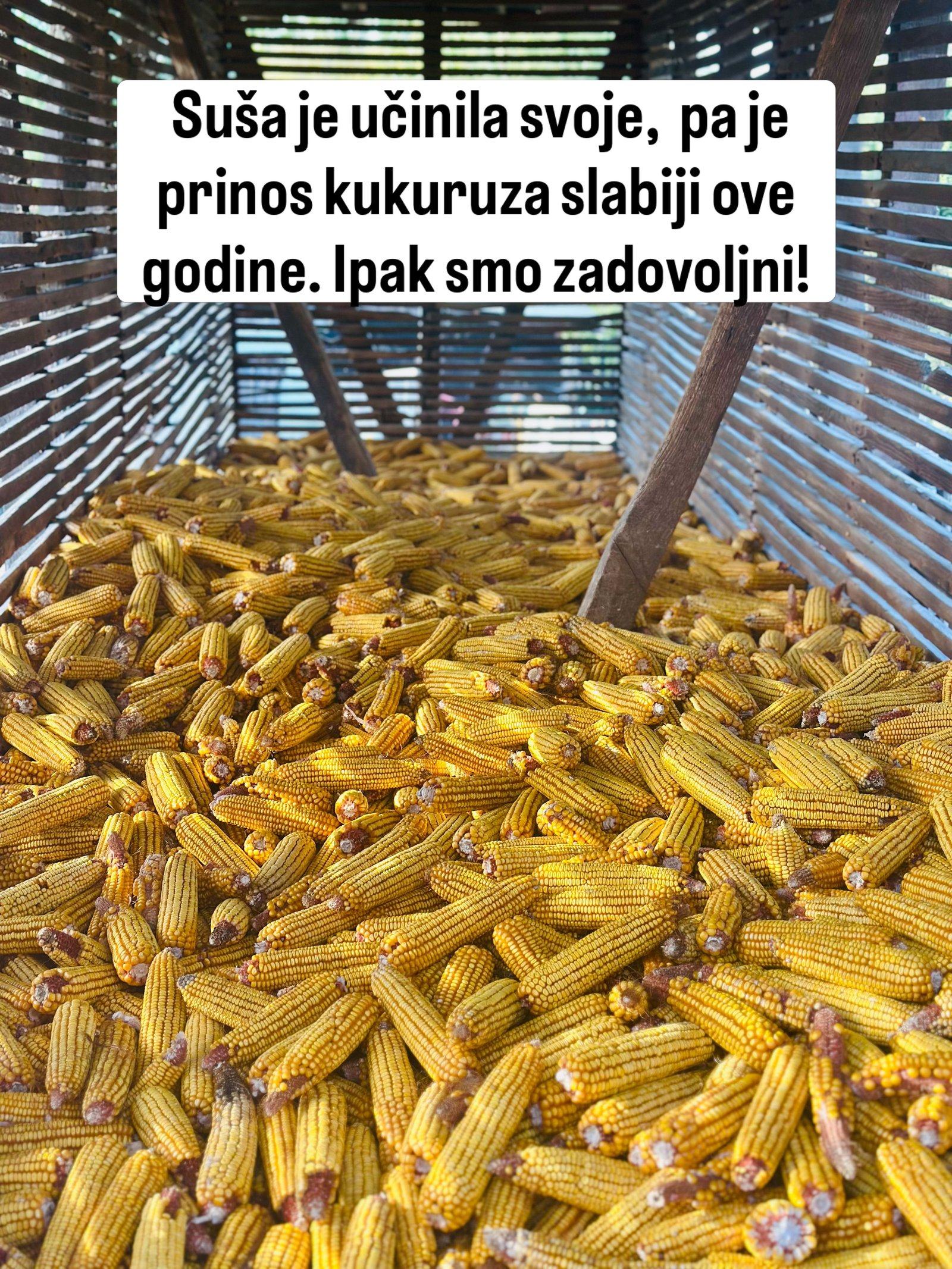 Klipovi žutog kukuruza složeni u drvenom košu sa letvicama.