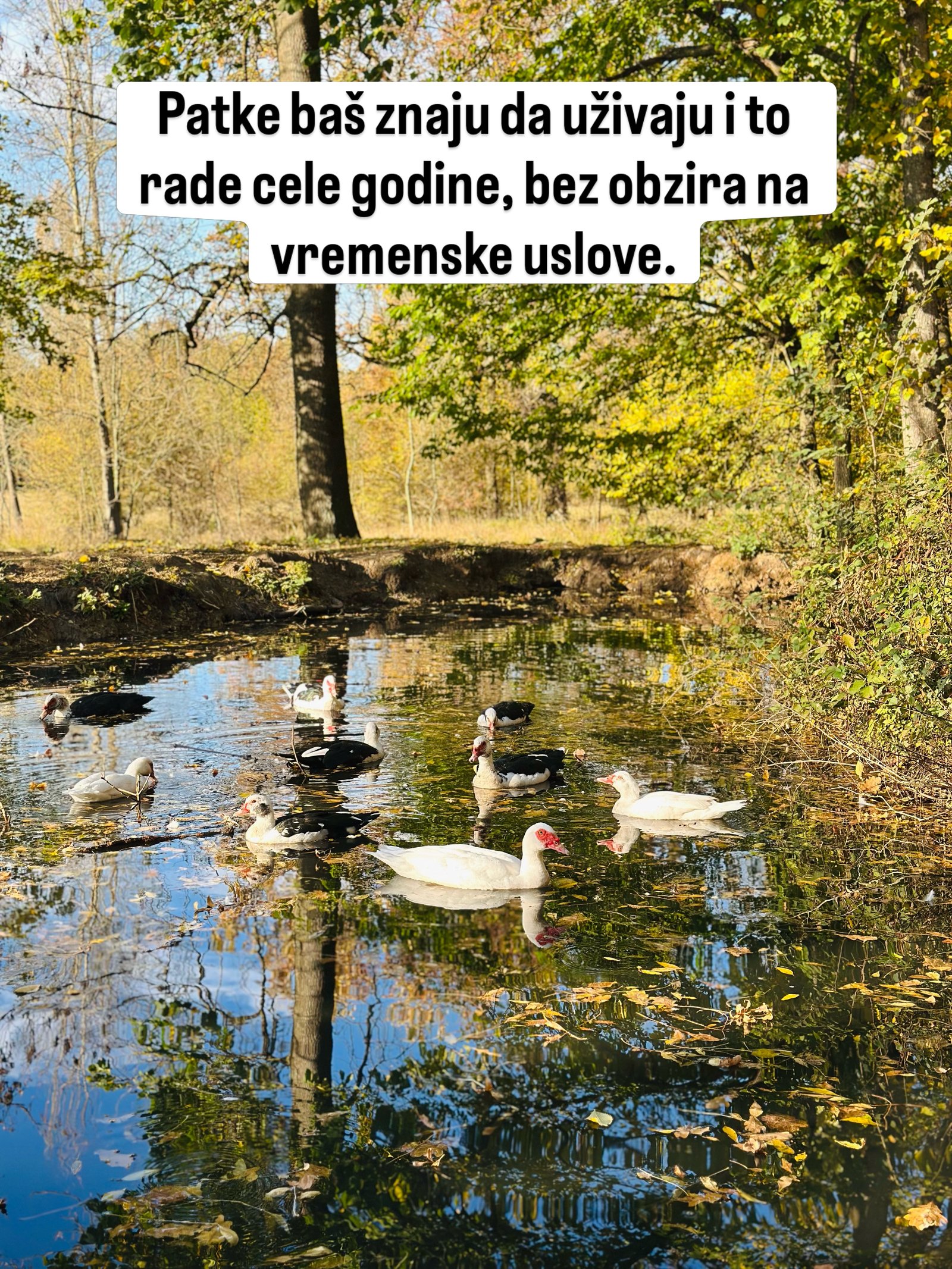Bele i crno-bele patke plivaju u bari punoj opalog lišća.
