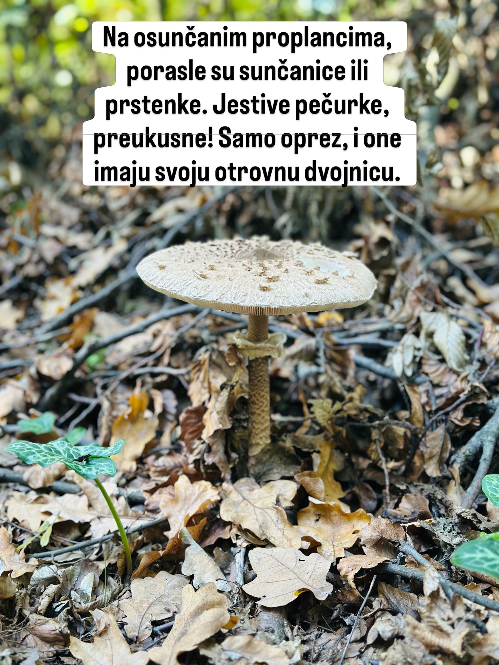 Velika pečurka sunčanica raste iz suvog lišća na šumskom tlu.