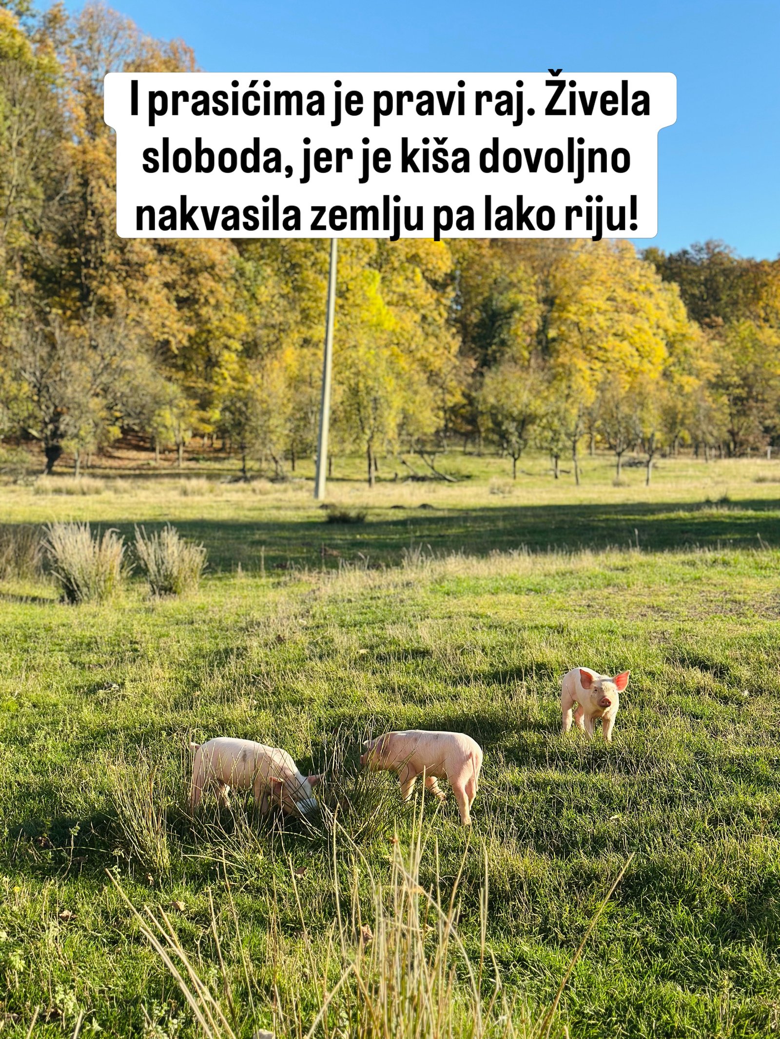 Tri prasića riju po travi na sunčanoj livadi ispod žute šume.