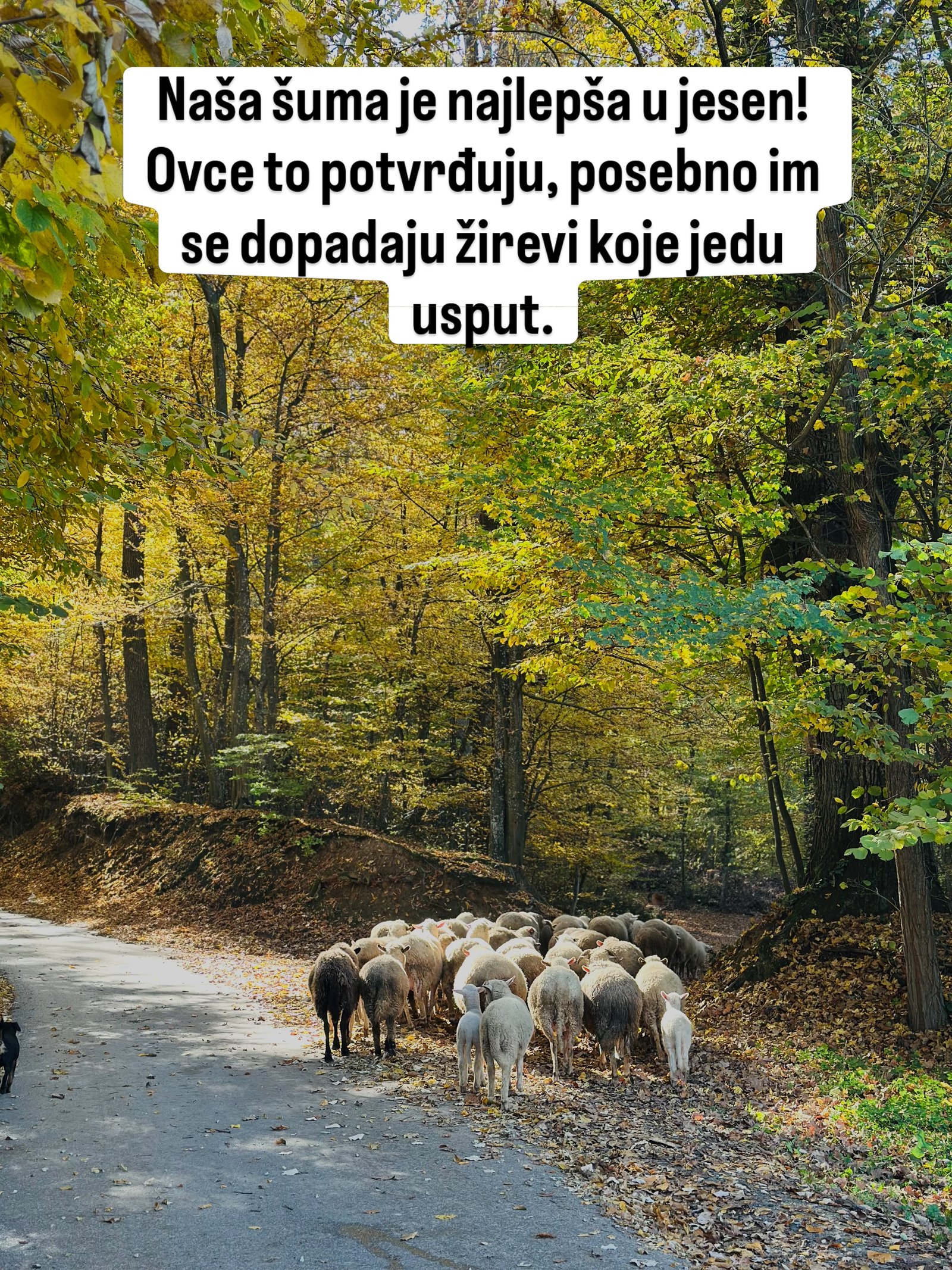 Stado ovaca ide putem kroz žutu jesenju šumu.
