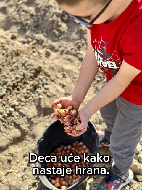 Dečak u crvenoj majici drži šaku sitnih lukovica, a u kanti ispod njega ih je još mnogo.