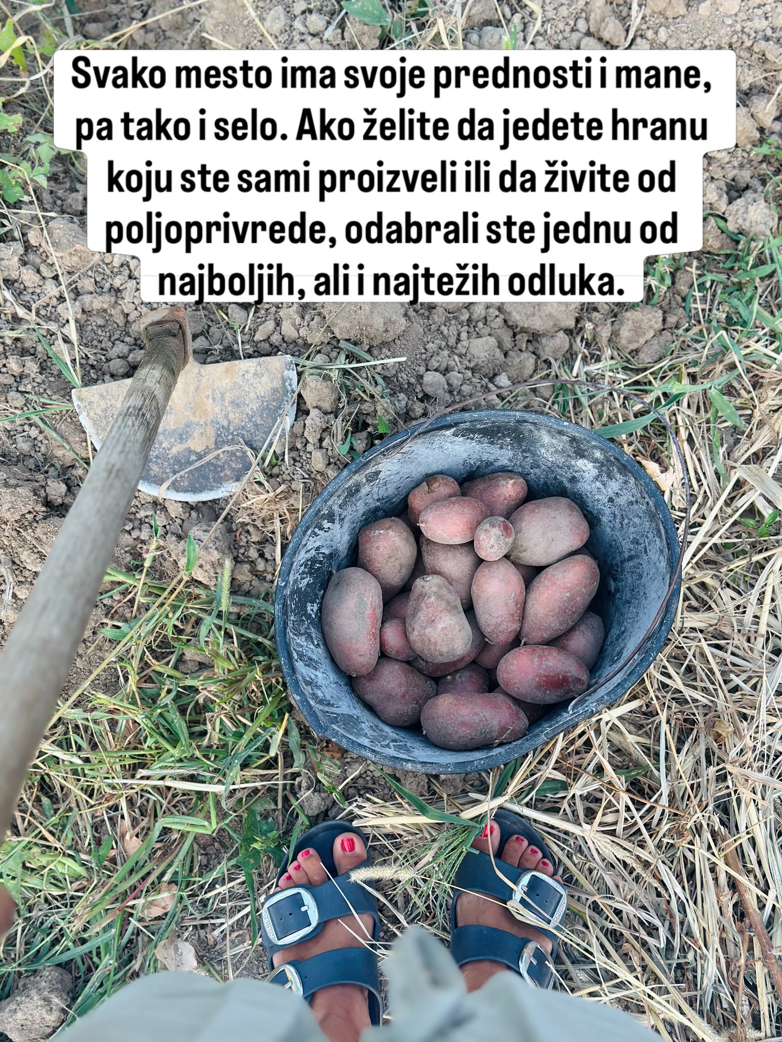 Crna kanta puna tek izvađenog crvenog krompira, pored nje motika i noge u sandalama.