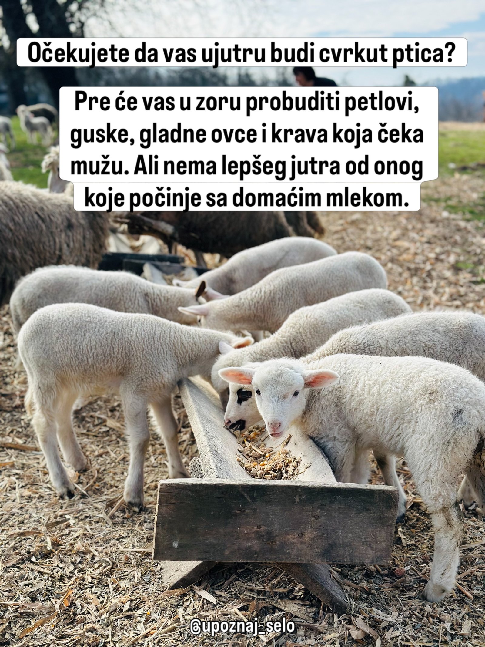 Bela jagnjad zajedno jedu hranu iz dugačkog drvenog korita u dvorištu.
