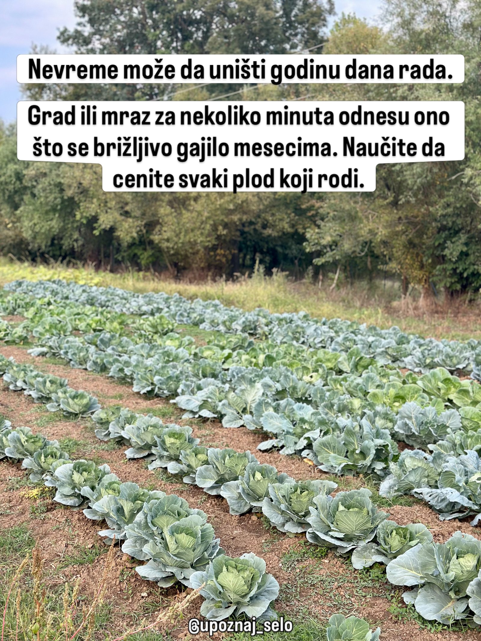 Uredni redovi zelenog kupusa rastu na njivi pored drveća.