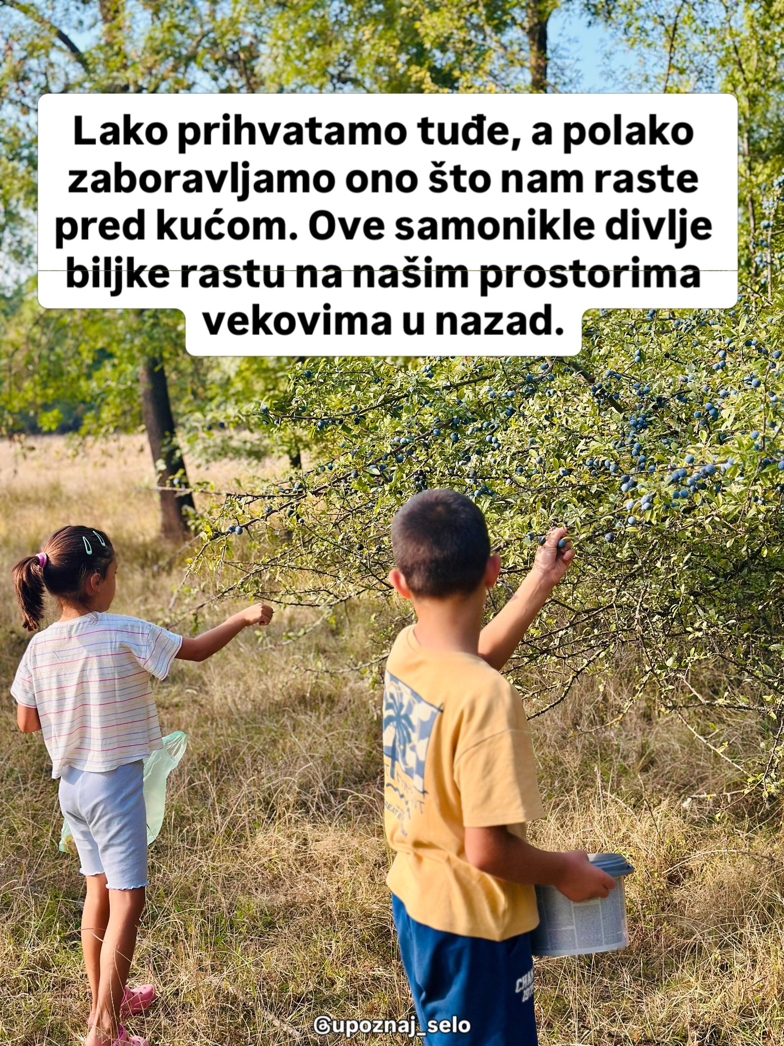 Devojčica sa kesom i dečak sa kanticom skidaju plave plodove sa razgranatog žbuna na suvoj livadi