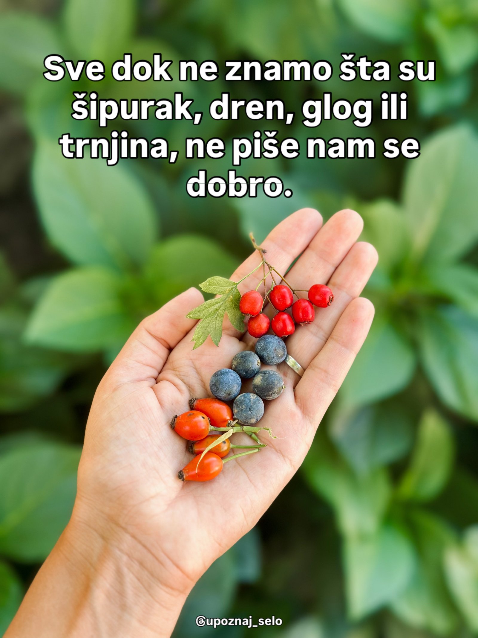 Otvoren dlan sa grozdom crvenih bobica gloga, četiri tamnoplave trnjine i narandžastim šipurcima