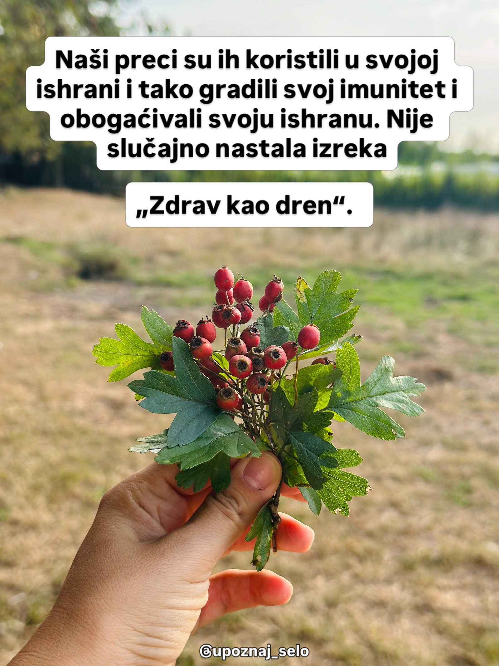 Ruka drži snop nazubljenih zelenih listova i sitnih crvenih bobica iznad požutele livade