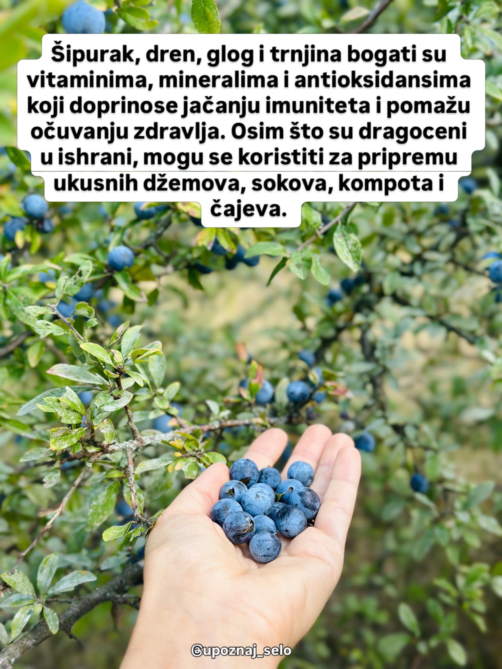 Šaka puna tamnoplavih plodova prekrivenih voštanim slojem, ispod grana prepunih istih plodova