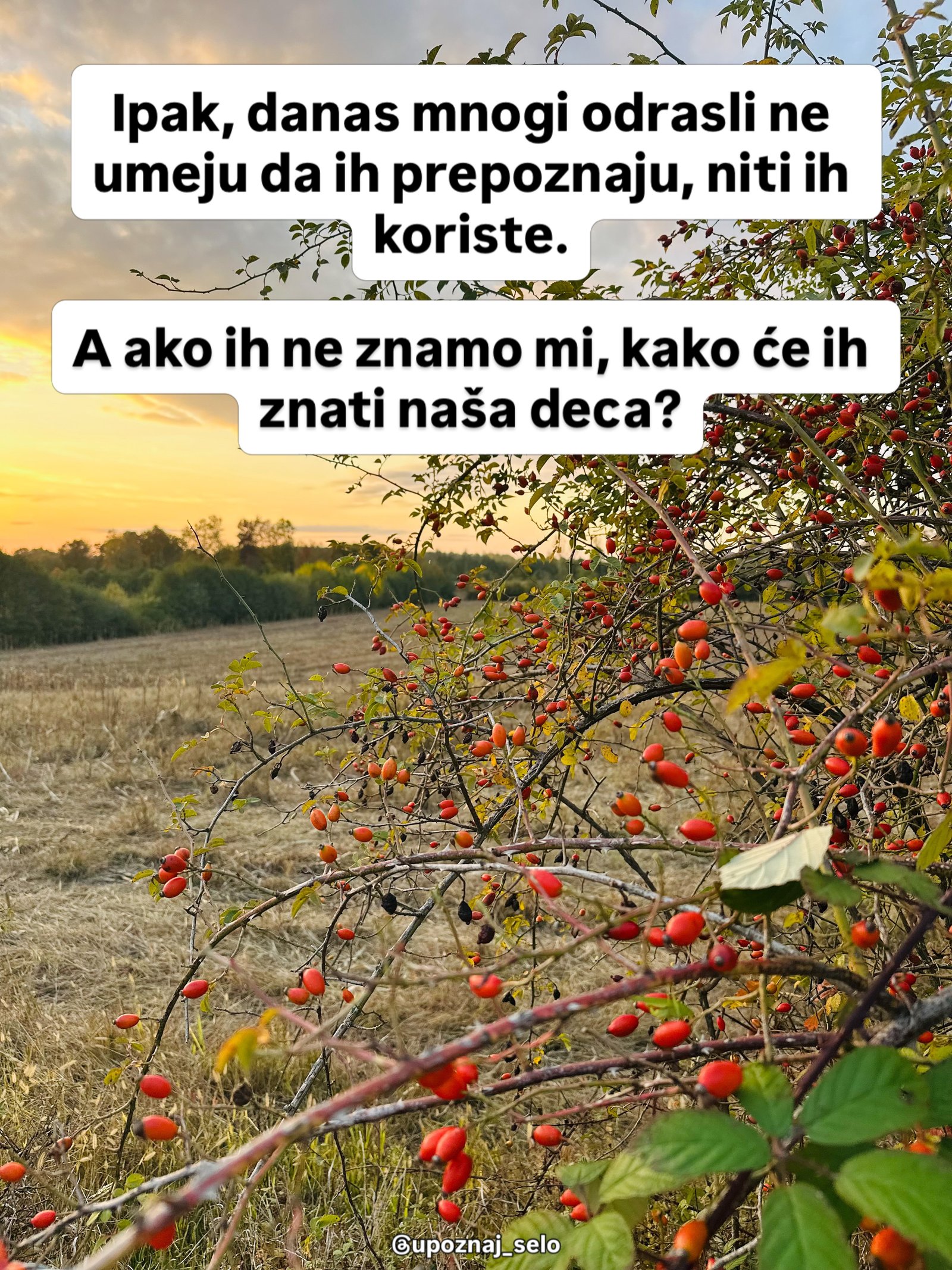 Grane prepune crvenih plodova nadvijaju se nad pokošenu njivu dok sunce zalazi iza šume