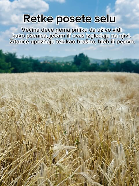 Njiva zrelog ječma sa klasjem u prvom planu, a u daljini šuma i plavo nebo sa oblacima.