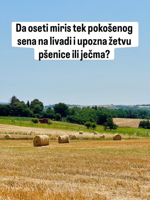 Okrugle bale sena leže na požnjevenom žutom polju, a u daljini se vide drveće i brežuljci pod vedrim nebom.