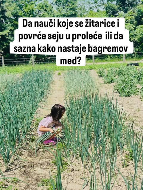 Devojčica čuči između redova zelenog luka u povrtnjaku i bere mlado povrće na prolećnom suncu.