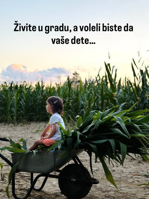 Devojčica sedi u tački punoj kukuruzovine ispred kukuruzišta u sumrak