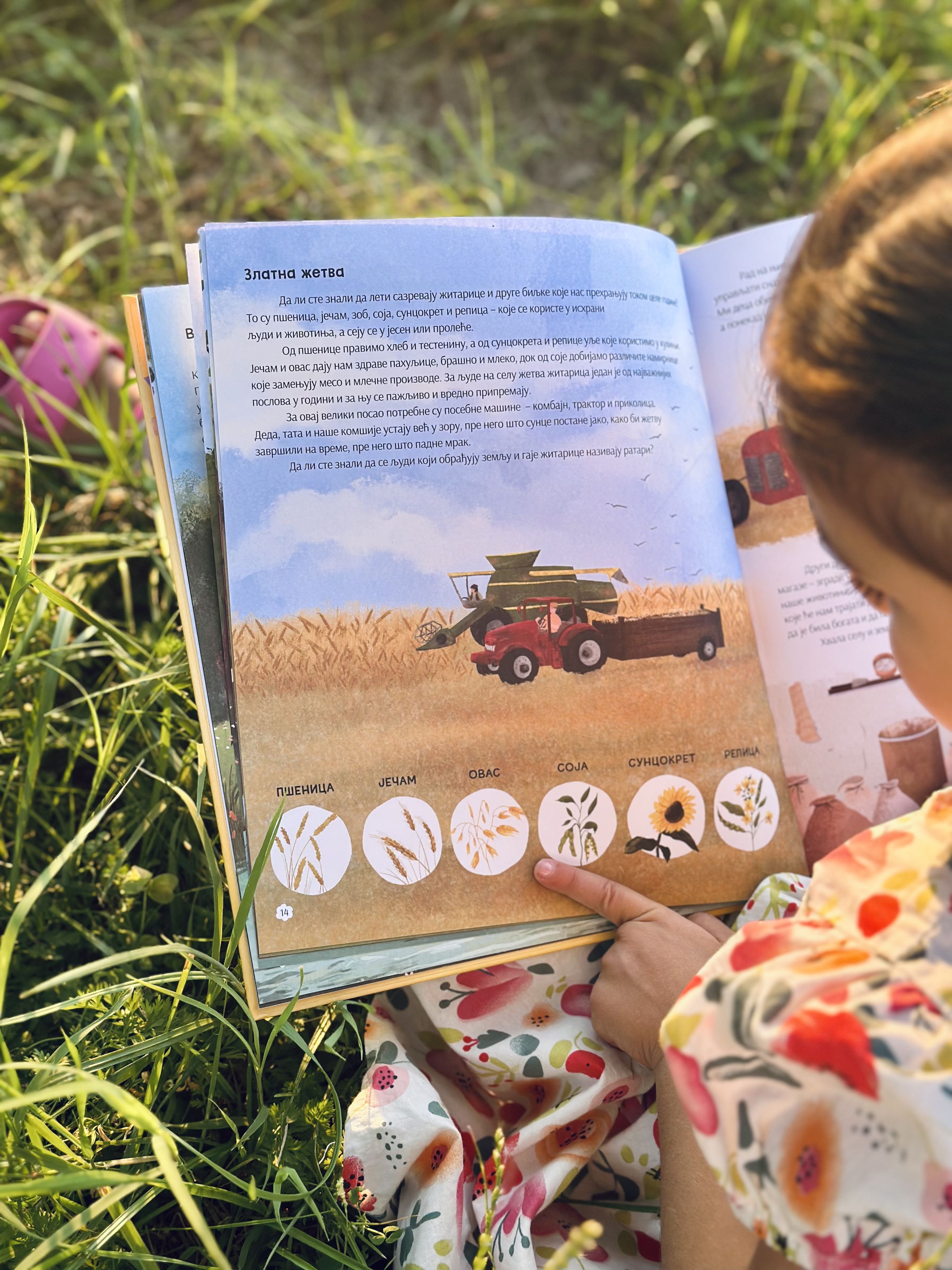 Slika knjige 'Leto na našem selu' - zlatna žetva'