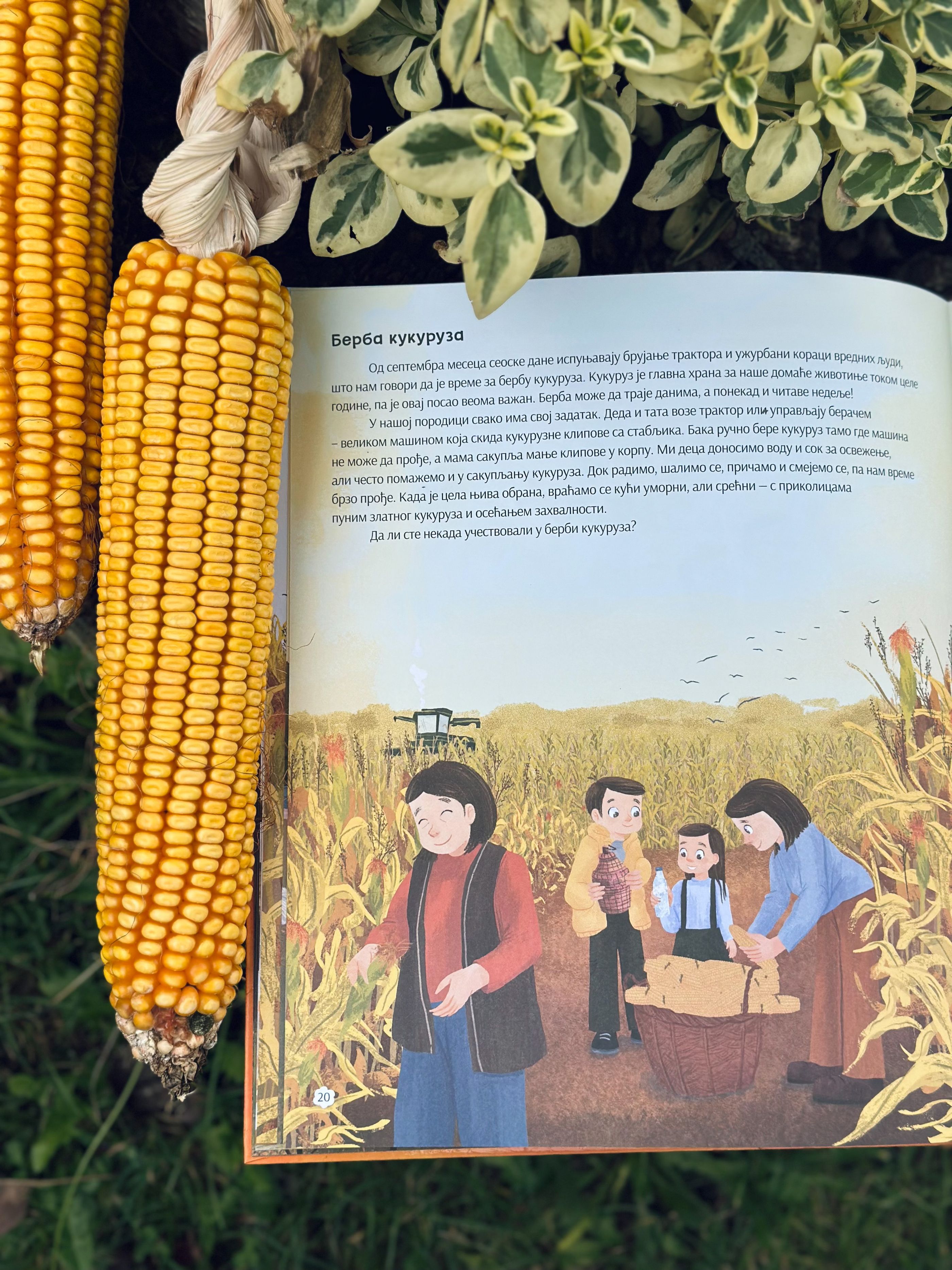 Berba kukuruza iz knjige 'Jesen na našem selu'